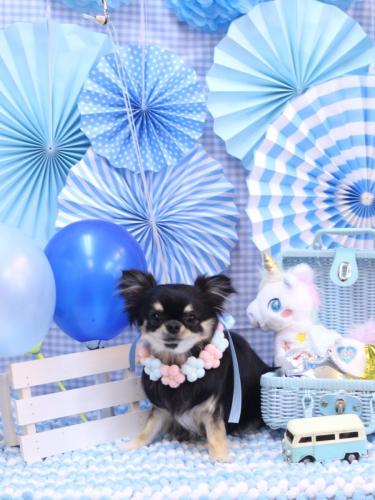 20231104プリンちゃん